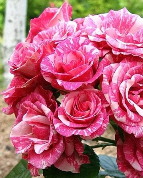 Роза спрей розовая с бело-розовыми полосками "Пинк Флэш" (Pink Flash) (саженец класса АА+) высший сорт фото-1