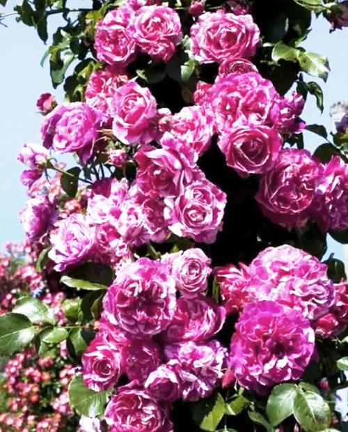 Роза плетистая Сердце розы розовая с сиреневым оттенком (саженец класса АА+) высший сорт фото-1