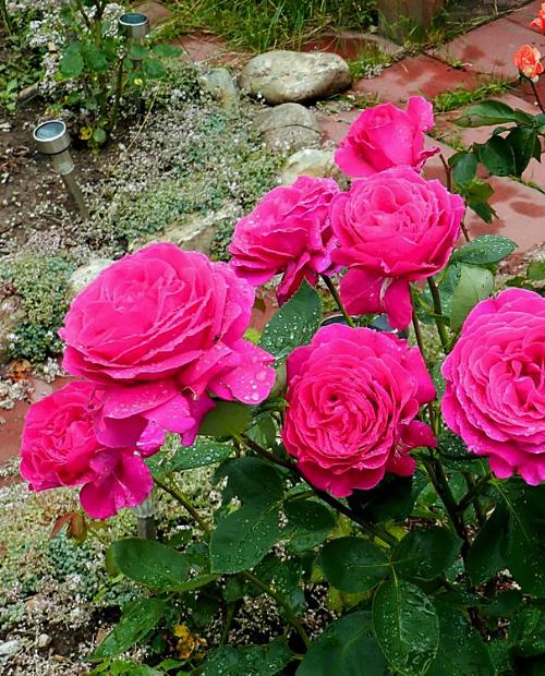 Роза Биг Перпл (Big Purple) - характеристика и описание сорта с фото, отзывы садоводов