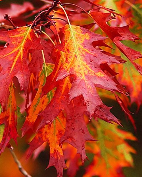 Дуб красный "Канадский" 3-х летний (Red Canadian oak) высота саженца 30-60 см фото-3