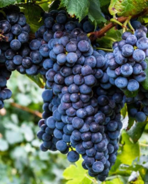 Виноград темно-синий "Изабелла" (столовый сорт, поздний срок созревания) фото-3