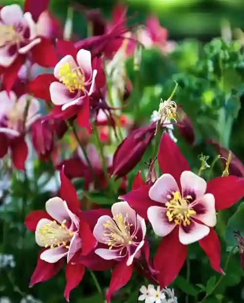 Аквилегия Кримсон Стар (Crimson Star) 1 шт в упаковке (корневая окс) фото-3