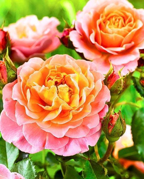 Роза плетистая розово-оранжевая "Полька" (саженец класса АА+) высший сорт фото-