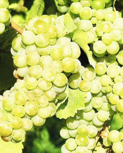 Виноград Пино белый (винный сорт, средне-раннего срока созревания) фото-1