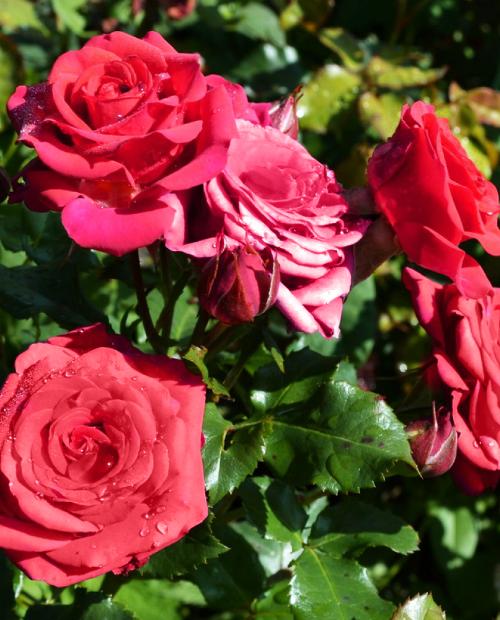 Роза спрей малиново-розовая "Мирабель" (саженец класса АА+) высший сорт фото-3