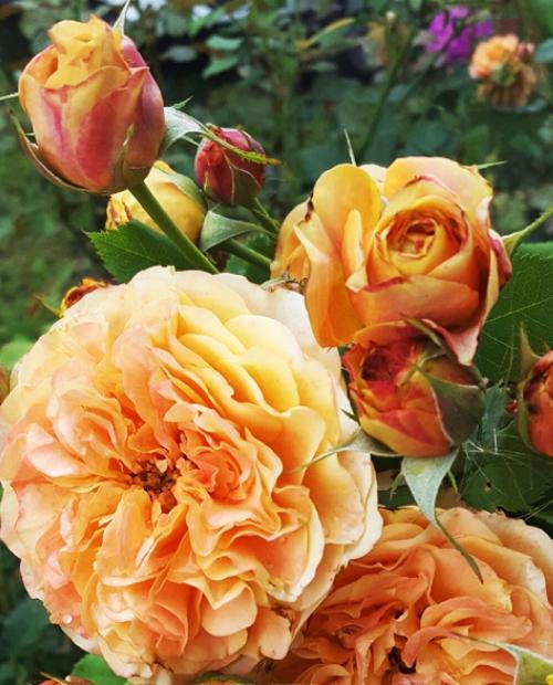 Роза флорибунда желто-оранжевый "Ла Вилла Кота" (саженец класса АА+) высший сорт фото-3