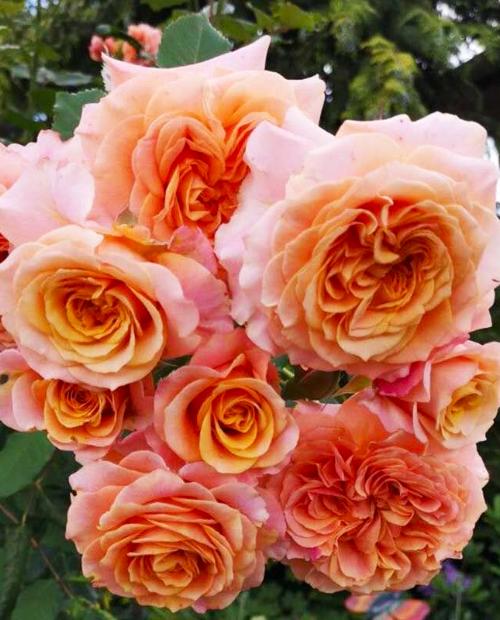 Роза флорибунда желто-оранжевый "Ла Вилла Кота" (саженец класса АА+) высший сорт фото-1