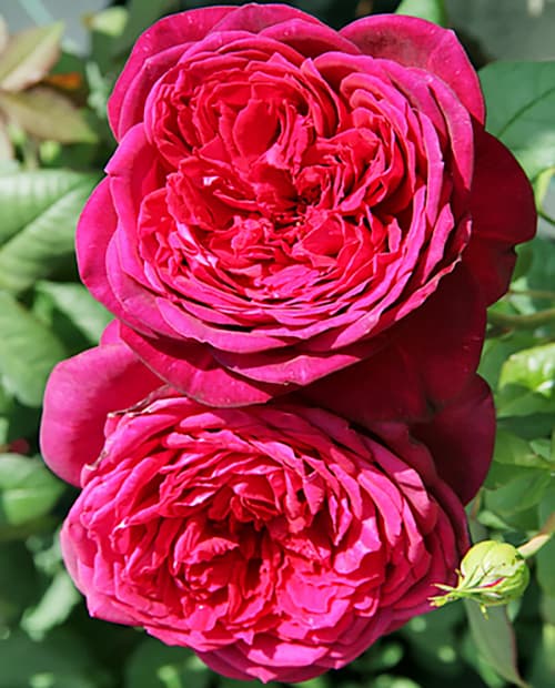 Роза чайно-гибридная "Иоганн Фон Гете" (корневая окс) 1-год фото-0
