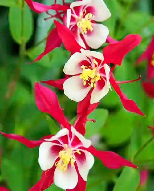 Аквилегия Кримсон Стар (Crimson Star) 1 шт в упаковке (корневая окс) фото-2