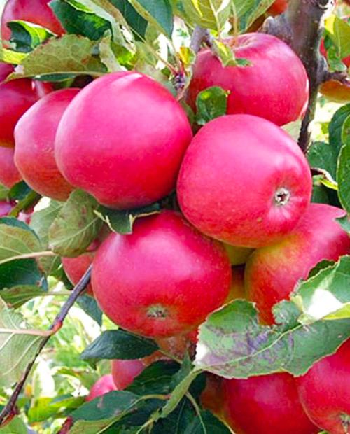 Яблоня розово-красная "Вишневая" (зимний, морозоустойчивый сорт) фото-3