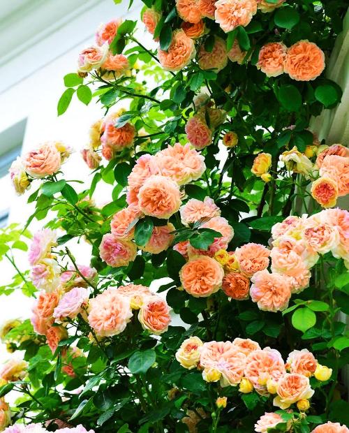 Роза плетистая оранжево-розовая полумахровая "Алхимист" (саженец класса АА+) высший сорт  фото-2