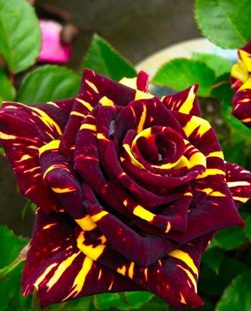 Роза чайно-гибридная Абра Кадабра многоцветная (саженец класса АА+) высший сорт фото-0