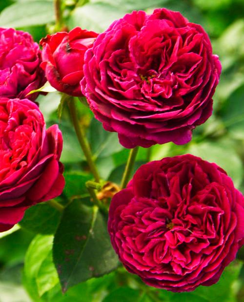 Роза английская Фальстаф пурпурная (саженец класса АА+) высший сорт фото-1
