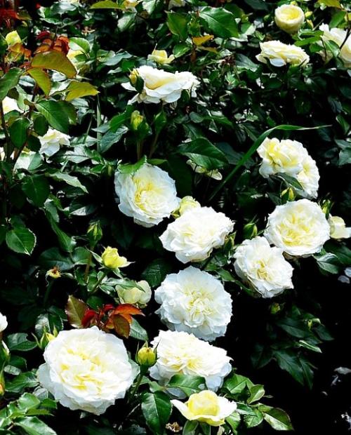 Роза флорибунда белая "Чайковский" (саженец класса АА+) высший сорт фото-3