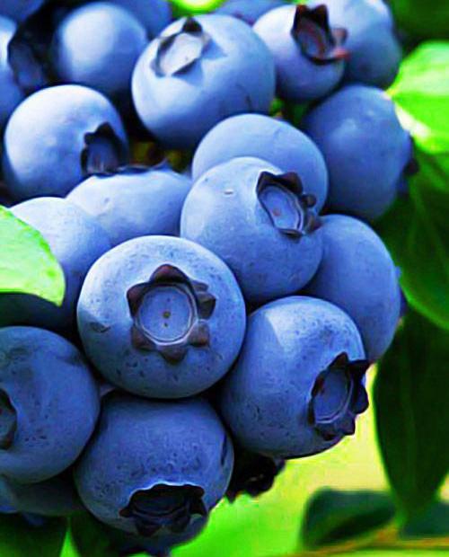 Голубика синяя (садовая черника) "Шантеклер" (ранний срок созревания) фото-
