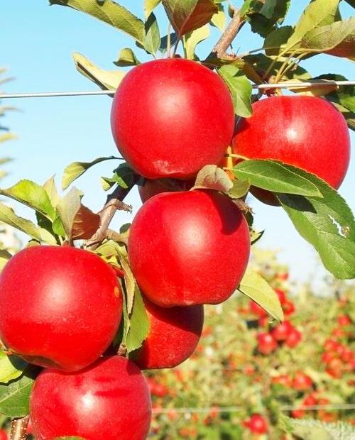 Яблоня Гала красная (средний срок созревания) фото-0