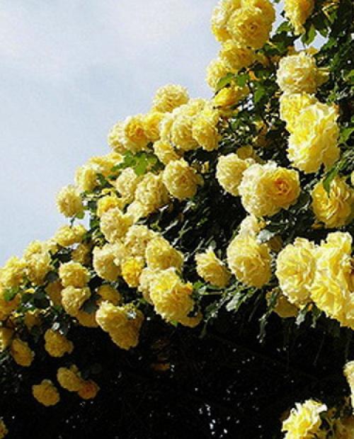 Роза плетистая Римоза желтая (саженец класса АА+) высший сорт фото-3