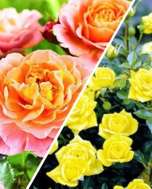 Роза плетистая, комплект из 2-х сортов "Изысканное цветение" (Exquisite flowering) 2шт саженцев фото-0