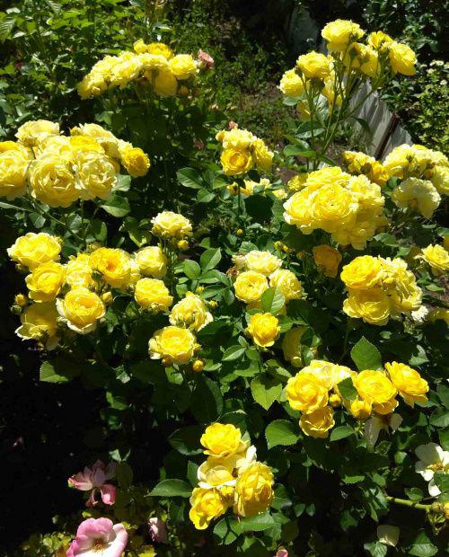 Роза плетистая ярко желтая "Солнце свет" (Sun light) (премиальный морозостойкий сорт) фото-1