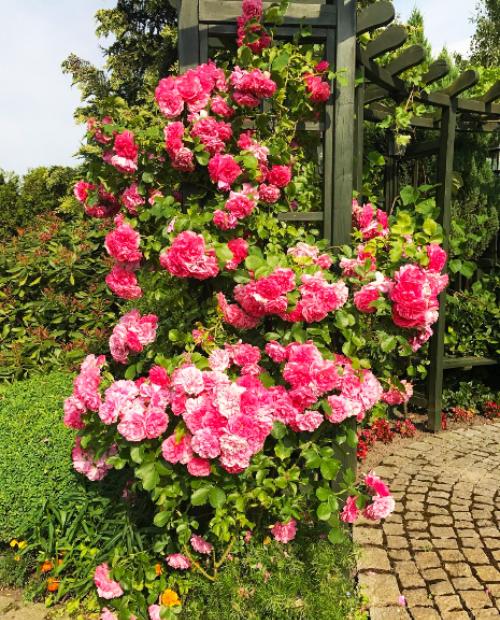 Роза плетистая Маэстро (Maestro) нежно розовая с малиново-сиреневым оттенком (самый обильно цветущий сорт) фото-1