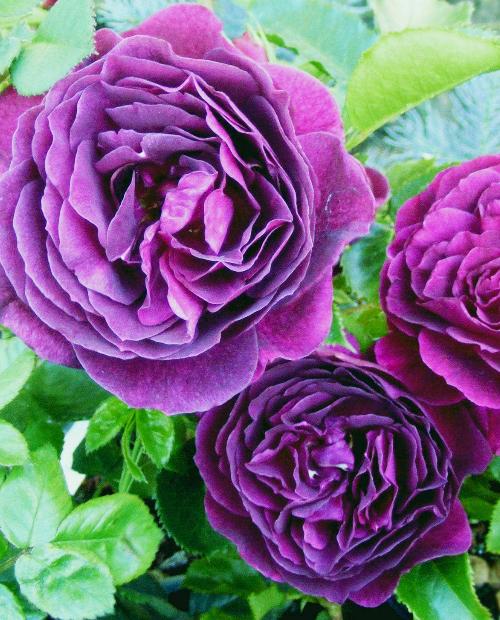 Роза флорибунда фиолетовая "Эбб Тайд" (саженец класса АА+) высший сорт фото-3