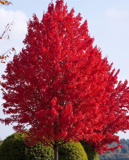 Дуб красный (Red oak) 3-х летний, высота саженца 30-60 см фото-0