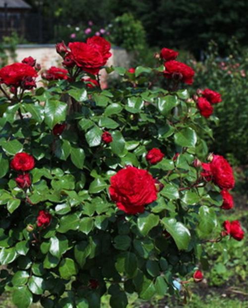 Роза флорибунда красная "Ред Леонардо да Винчи" (саженец класса АА+) высший сорт фото-2