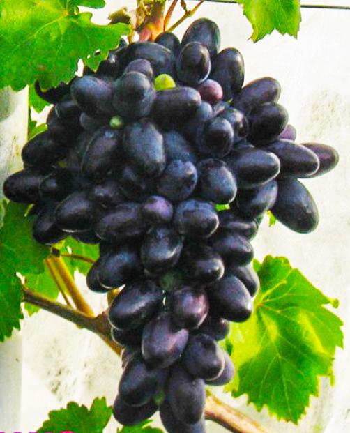 Виноград черный "Велико" (столовый сорт, средне-ранний срок созревания) фото-2
