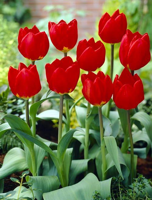 Тюльпан простой ранний "Ред Ревивал" (Red Revival) 3шт в упаковке (размер 11/12) фото-0