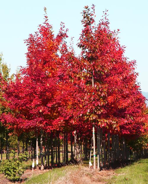 Дуб красный (Red oak) 3-х летний, высота саженца 30-60 см фото-2