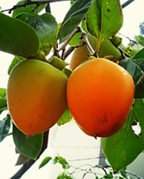 Хурма Хиакуме оранжевая (поздний срок созревания, на морозостойком подвое) фото-2