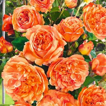 Роза плетистая оранжево-розовая полумахровая "Алхимист" (саженец класса АА+) высший сорт 