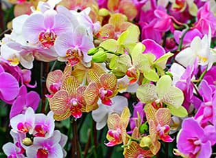 Зимний уход за орхидеями