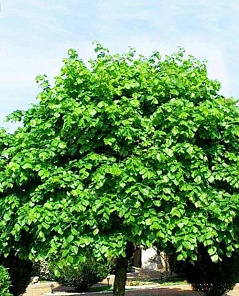 Липа широколистная Tilia platyphyllos (корневая окс) 1-год
