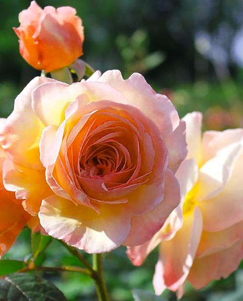 Роза английская Э Шропшир персиковая (саженец класса АА+) высший сорт фото-3
