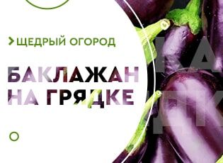 Выращивание баклажанов в открытом грунте