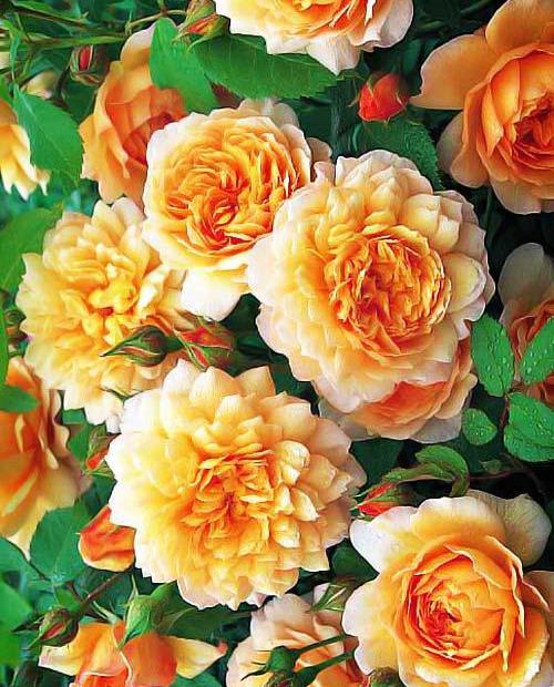 Роза парковая кремово-желтая "Грейс" (саженец класса АА+) высший сорт фото-0