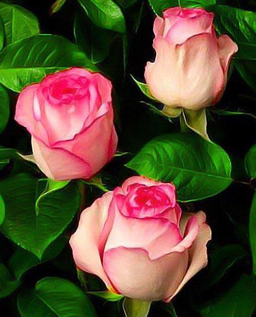 Роза чайно-гибридная Белла Вита биколор (саженец класса АА+) высший сорт фото-0