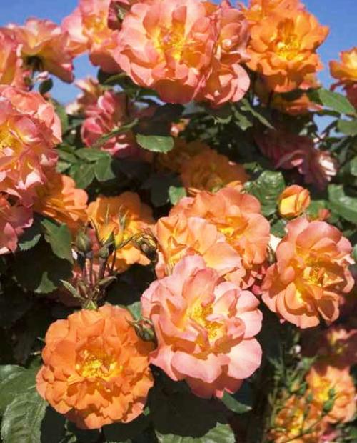 Роза плетистая оранжево-розовая "Полная Луна" (саженец класса АА+) высший сорт  фото-3