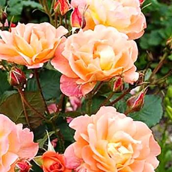 Роза плетистая оранжево-розовая "Полная Луна" (саженец класса АА+) высший сорт 