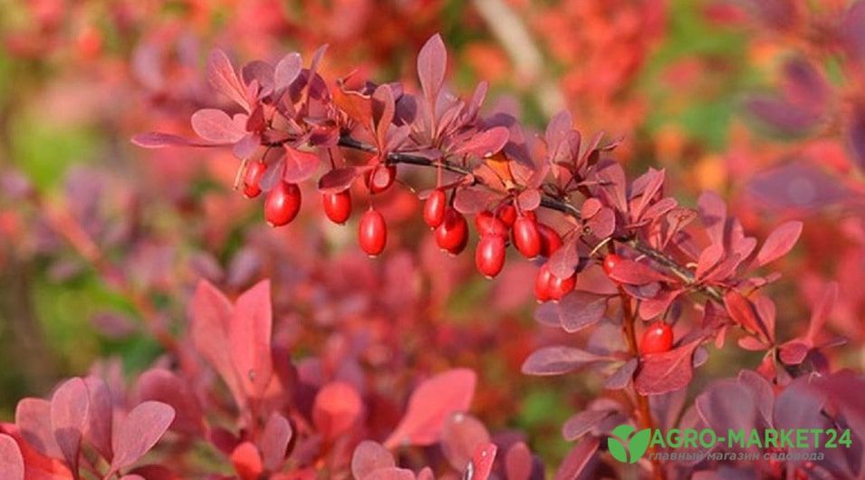 Кустарники с красными листьями, Топ 10 самых популярных | Сад и Куст