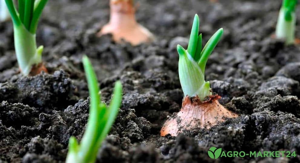 Когда и как правильно весной сажать лук в открытый грунт - Agro-Market24