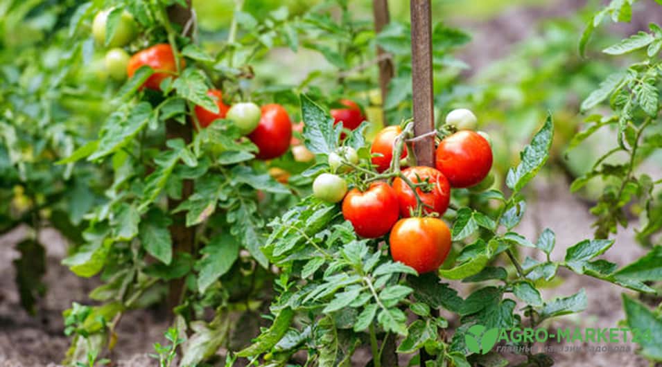 Сорта помидоров для открытого грунта: томаты для открытого грунта -Agro-Market24