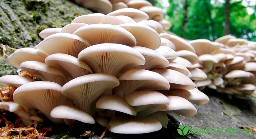 Как вырастить грибы на приусадебном участке