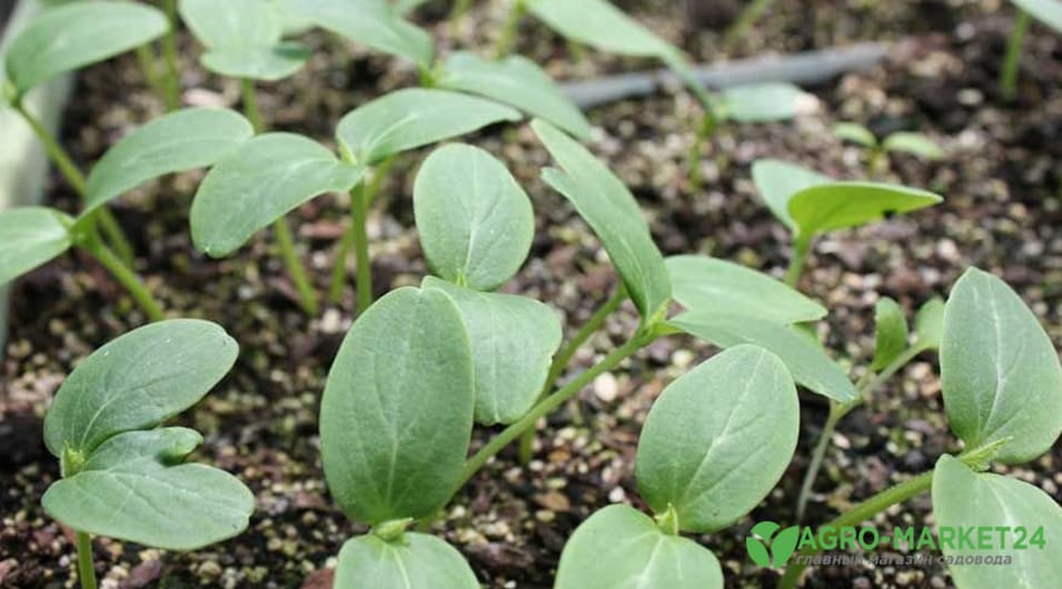 Как вырастить огурцы — простое руководство по выращиванию