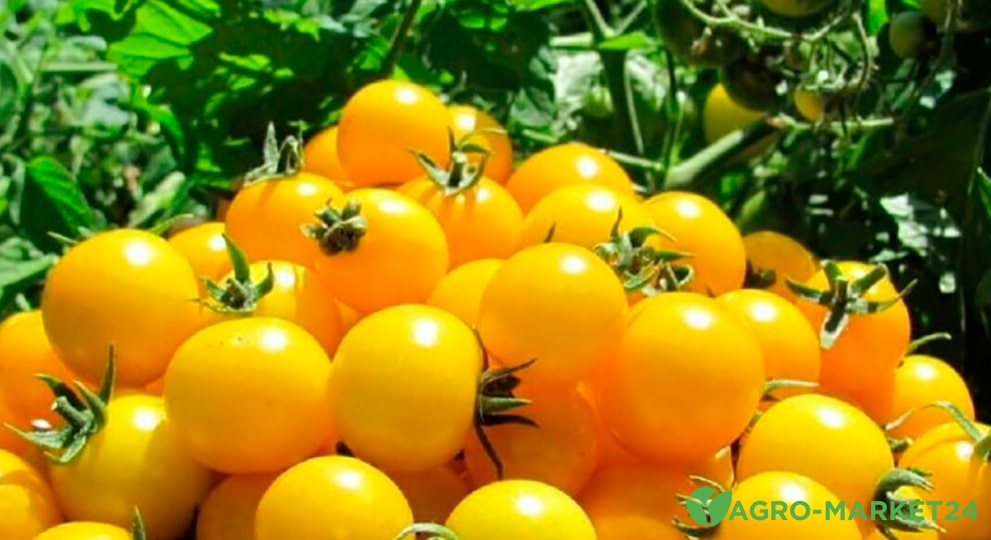 Томаты черри: лучшие сорта – Agro-Market24