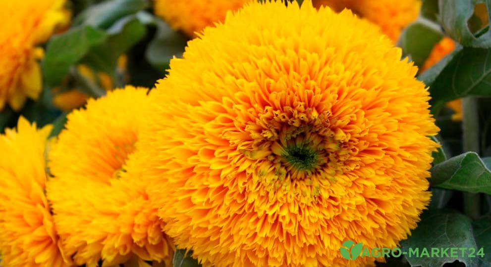 В Крыму зацвел самый солнечный цветок России
