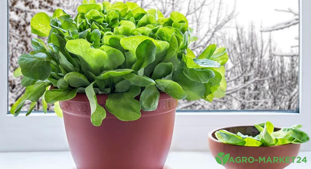 Как посадить и вырастить шпинат на подоконнике - Agro-Market24