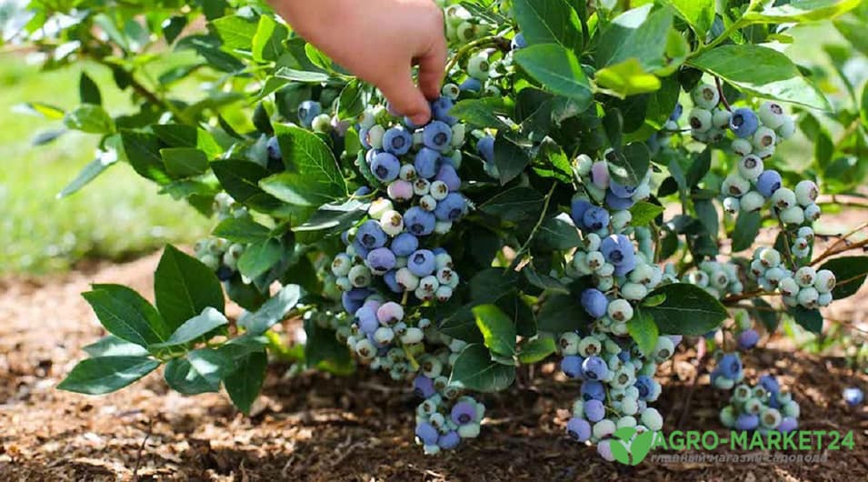 Как посадить и выращивать голубику – Agro-Market24