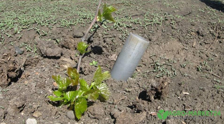 Посадка винограда: как сажать виноград - уход и выращивание